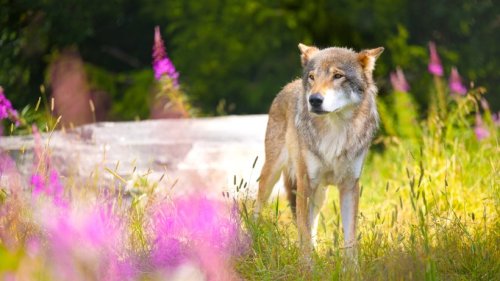Ausbreitung von Wildtieren: Wie gefährlich sind Wolf, Bär und Co?