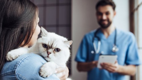 Mit diesen 6 Tipps sparen Sie beim Tierarztbesuch bares Geld!