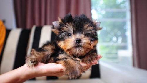 Die kleinsten Hunde der Welt – und warum Sie keine haben sollten