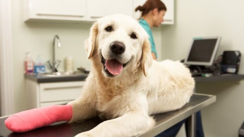 Tierkrankenversicherung für Hund und Katz': Lohnt sich die Police für den Vierbeiner?