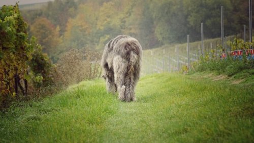 Dieser riesige Hund geht in den sozialen Medien viral