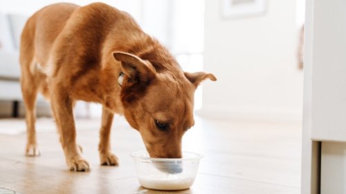 Dürfen Hunde Milch trinken?