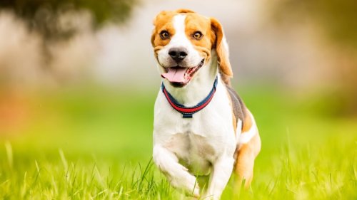 Forschende sagen: Hunde sind richtige Klimakiller