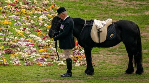 Lieblingspony der Queen: Emma zum "Horse of a Lifetime" gewählt