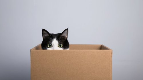 Katzen in Kisten: Was finden Stubentiger so faszinierend an Kartons?