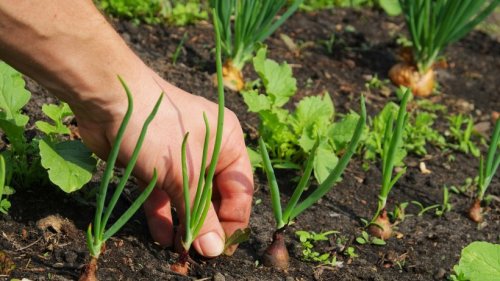 Aufs Beet damit, nicht auf den Müll: So wird Unkrautzupfen Geschichte