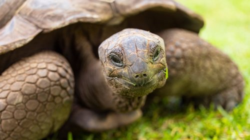 Happy Birthday, Jonathan! Die älteste Schildkröte der Welt feiert 190. Geburtstag