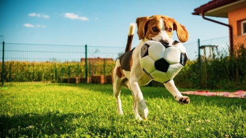 So niedlich: Dieser Hund wird immer wieder zum kleinen Dieb – eines entwendet er besonders gern