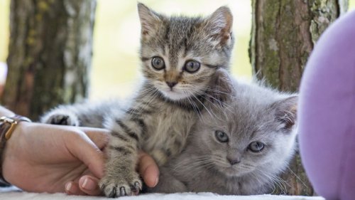 Katzenbabys – warum Sie die kleinen Racker nicht anfassen sollten