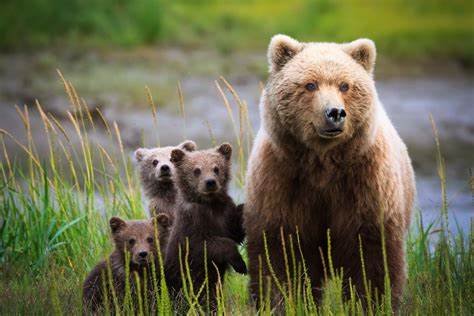 Interesting Facts about Bears Most People Don't Know