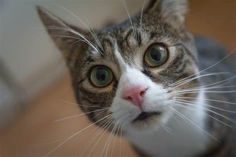 Fun Facts about Cats that Might Surprise You