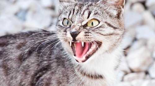 Aggressive Cat Breeds you might want to Avoid
