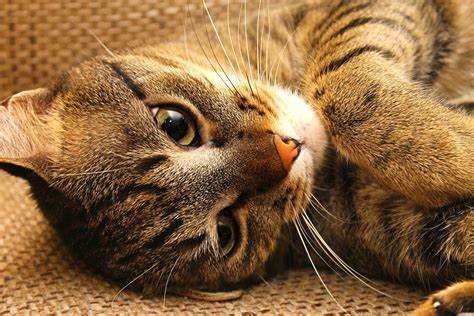 Meet the Coolest Cats: Chilled Cat Breeds Perfect for a Relaxed Home
