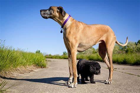 What Are The Tallest Dog Breeds? 