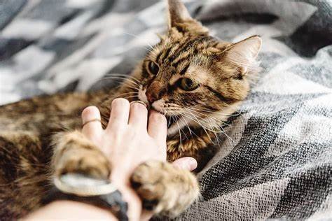 Why does your Cat Grab your Hand and then Bite You? 