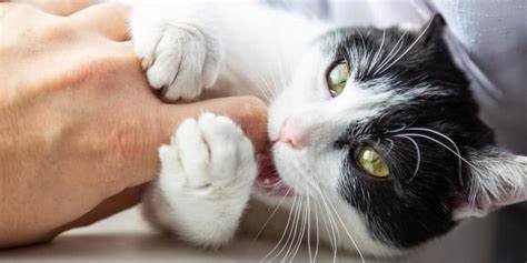 Reasons Your Cat Bites Your Feet That Might Surprise You