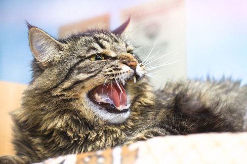 Beware: The Cat Breeds That Should Come With a Warning