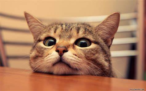Top Signs Your Cat Needs More Love Owners Need to Know