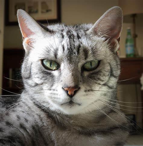 Reasons Your Cat Stares at You That Might Surprise You