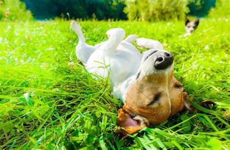 Why Does Your Dog Like to Roll in the Grass? 