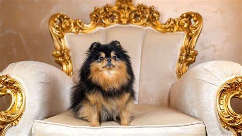 Most Expensive Dog Breeds
