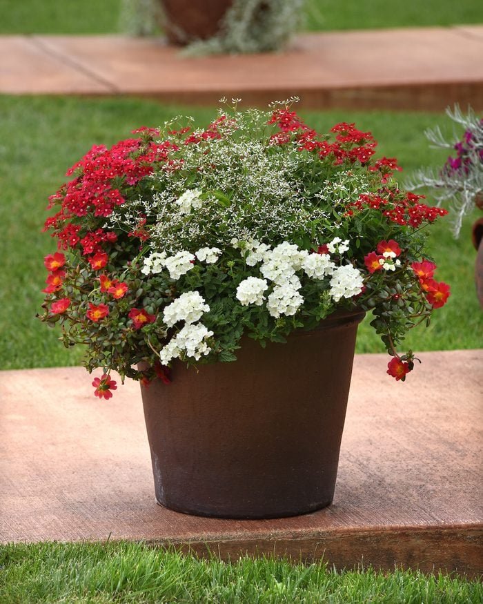 Gardeners Share Their Top Container Gardening Ideas