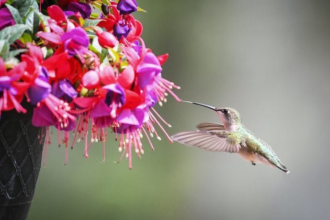 Grow Potted Flowers and Plants That Attract Hummingbirds