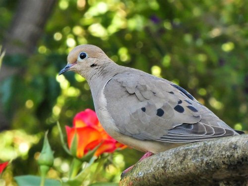 Mourning Dove Lifespan: How Long Do Doves Live?