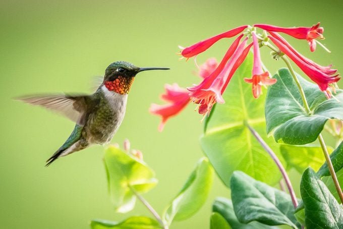 How to Attract Hummingbirds: 10 Expert Tips