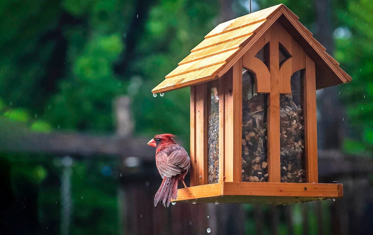 What Do Cardinals Eat? How to Attract Cardinals