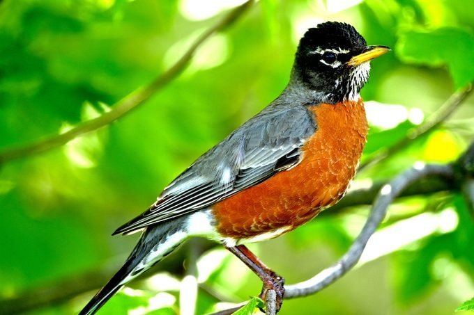 How to Identify an American Robin