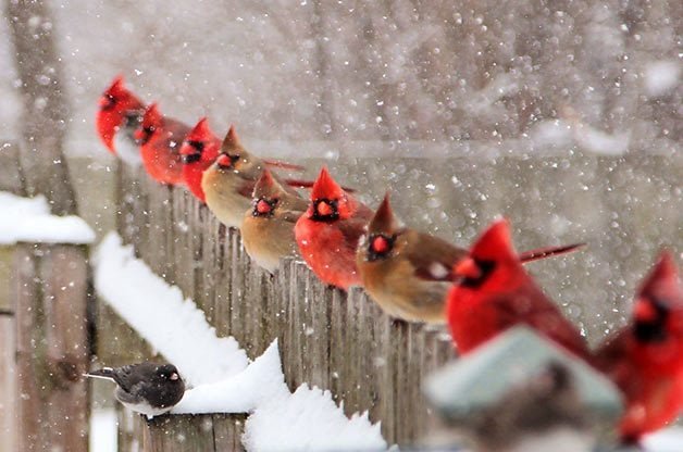 51 Best Winter Bird Photos