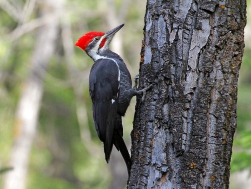 Pecking Pileated Woodpecker Damages Vehicles in Massachusetts