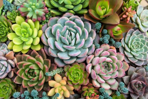 What I Wish I Knew Before Planting My Succulent Garden