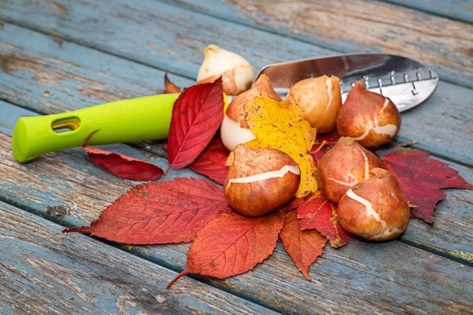 How and When to Plant Tulip Bulbs for Spring Flowers