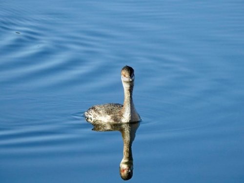 How to Identify a Horned Grebe