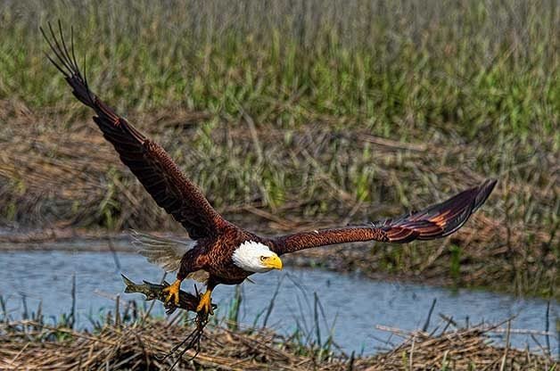 Bald Eagles and Golden Eagles: The Types of Eagles in North America