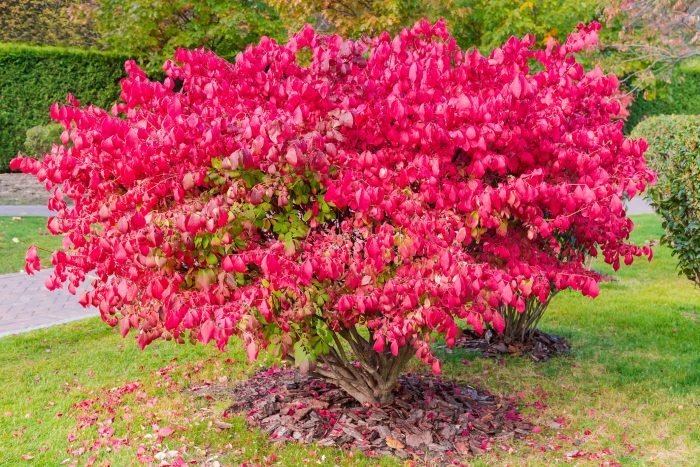 Never Plant These Invasive Shrubs (and What to Grow Instead!)