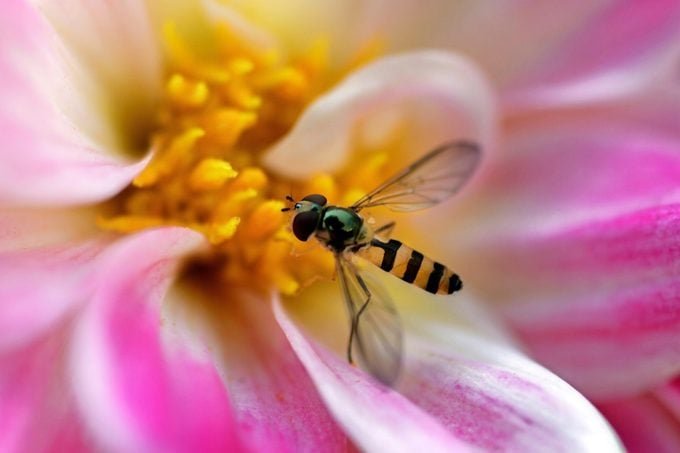 8 Beneficial Insects You Want to See in Your Garden