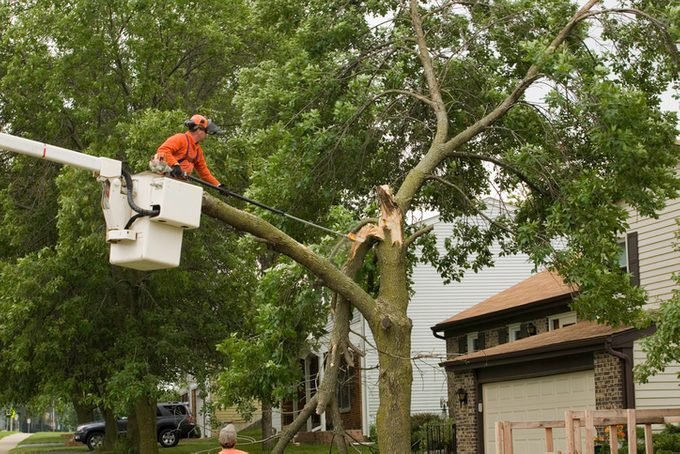 How to Repair and Care for Storm Damaged Trees