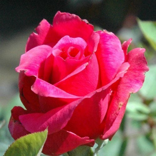 Rose Color Meanings: What You Should Know