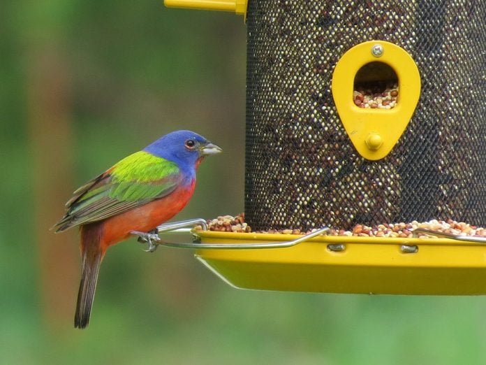 Rainbow Birds: All About Painted Buntings