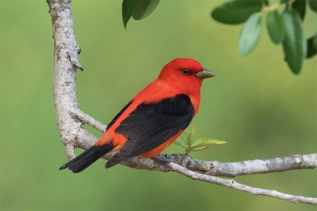 8 Surprising Facts About Tanagers