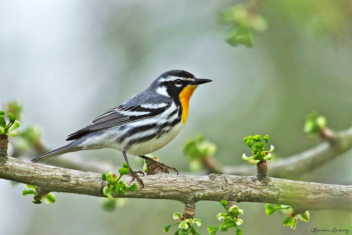 33 Pictures of Warblers That Will Make You Want to Go Birding