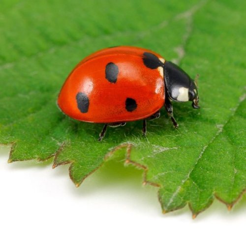 The Lowdown on Ladybugs: Beneficial Beetle Facts
