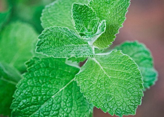 Top 10 Herbs to Grow for Cooking