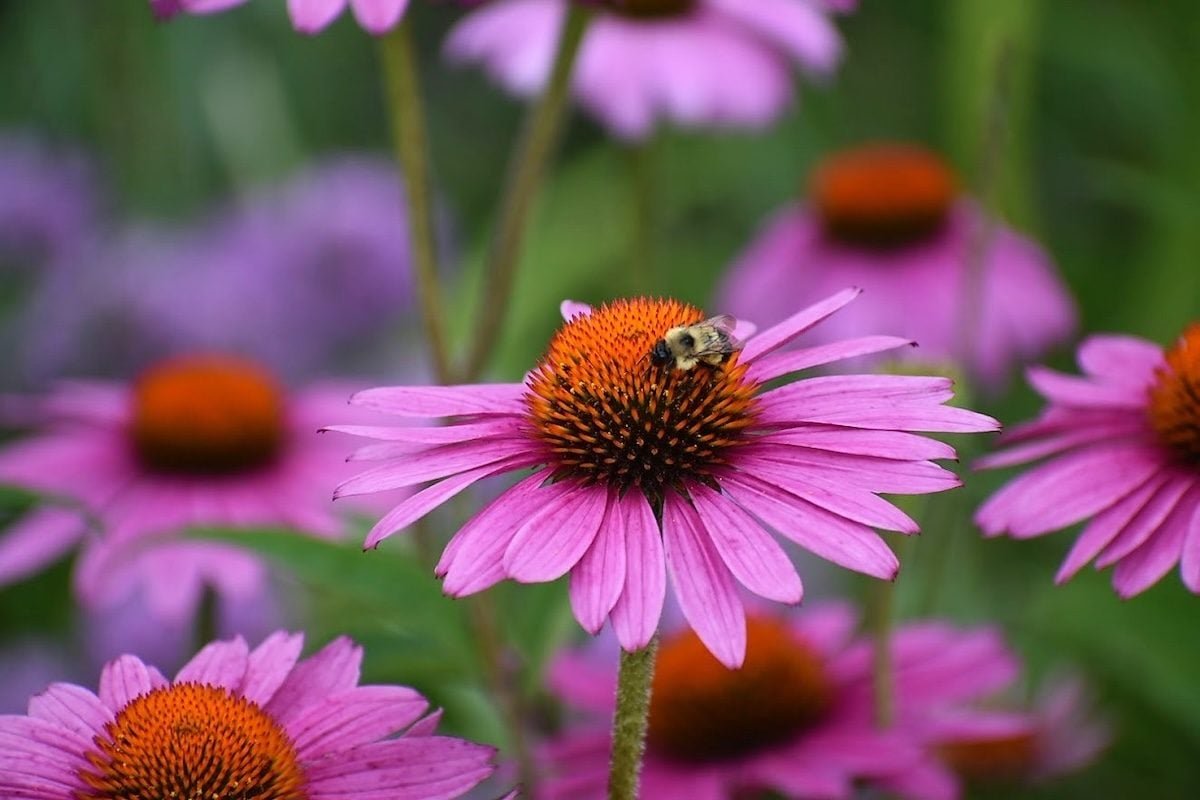 Spring Inspiration Guide - cover