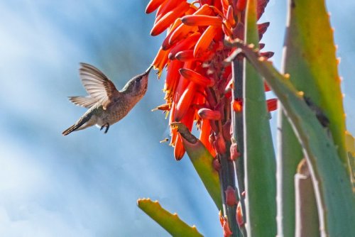 11 Nectar Plants for Hummingbirds You Aren’t Growing Yet
