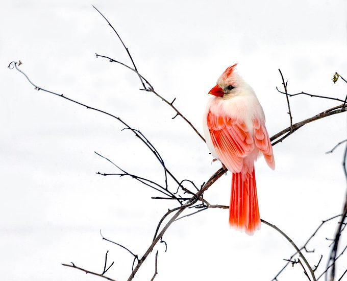 15 Photos of White Cardinals and Leucistic Birds