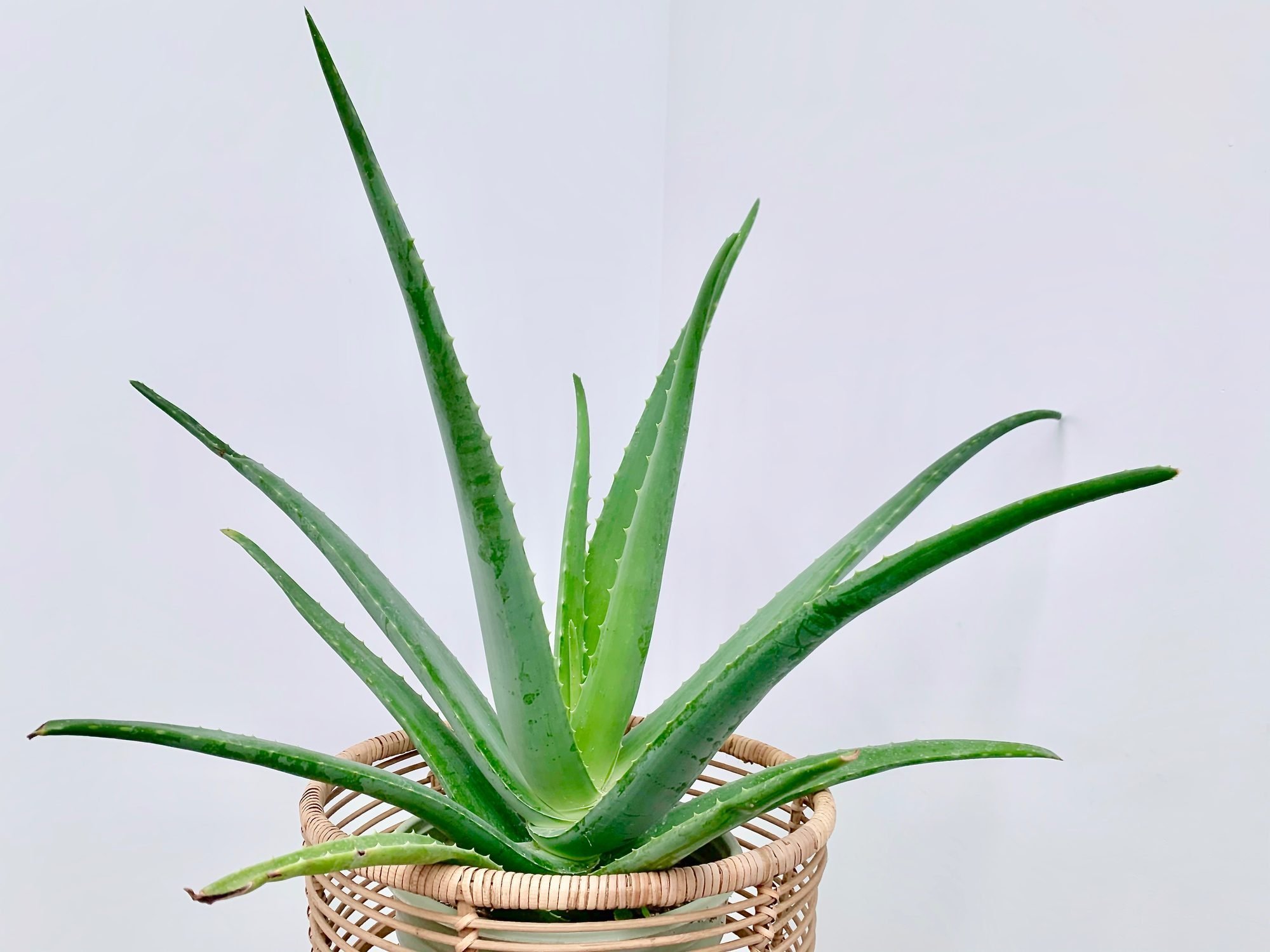 Top 10 Hard to Kill Houseplants